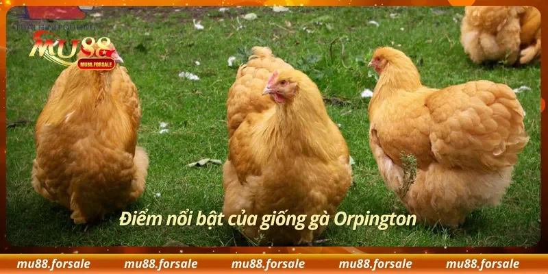 Điểm nổi bật của giống gà Orpington