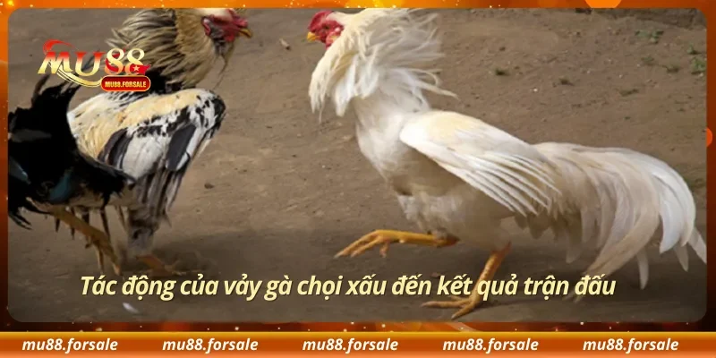 Tác động của vảy gà chọi xấu đến kết quả trận đấu