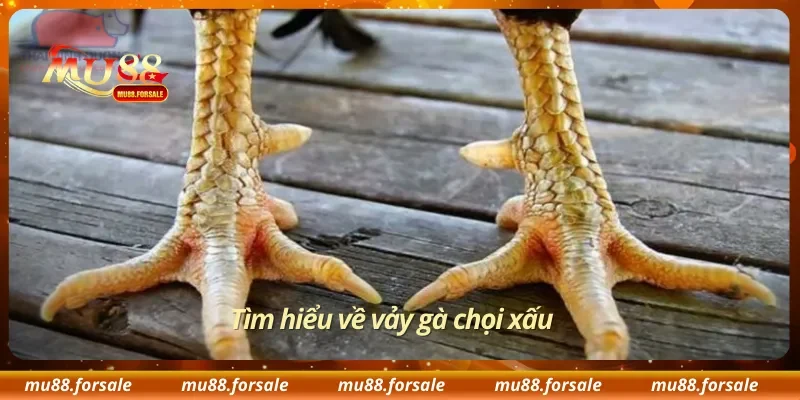 Tìm hiểu về vảy gà chọi xấu